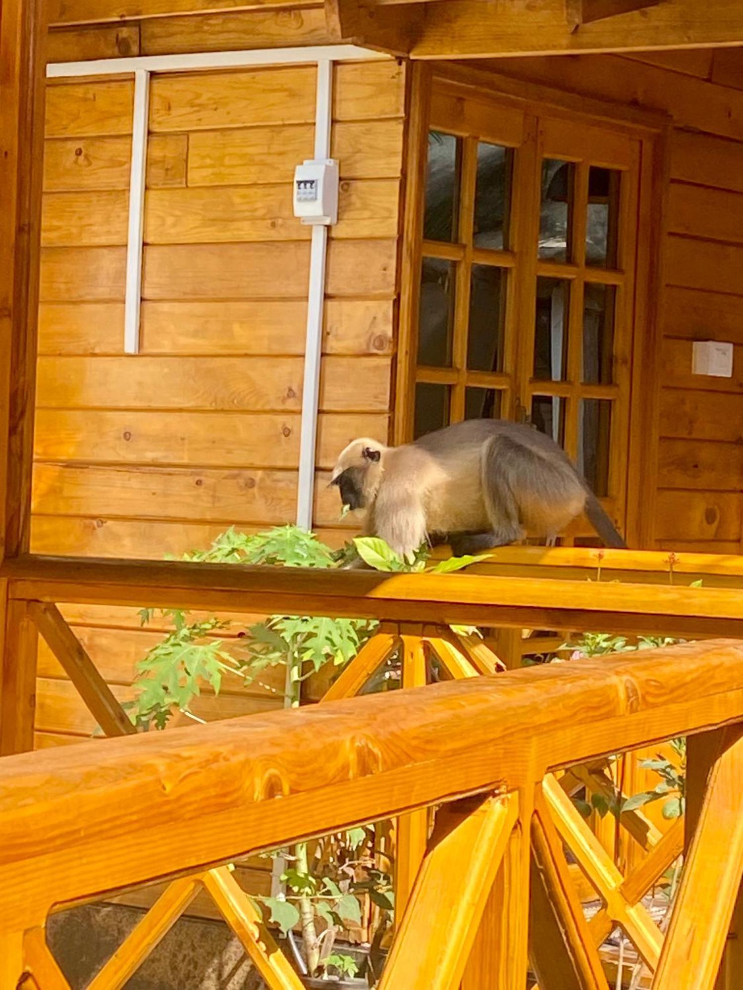 Chill Out Jasmine Restaurant Bar Rooms Palolem Εξωτερικό φωτογραφία